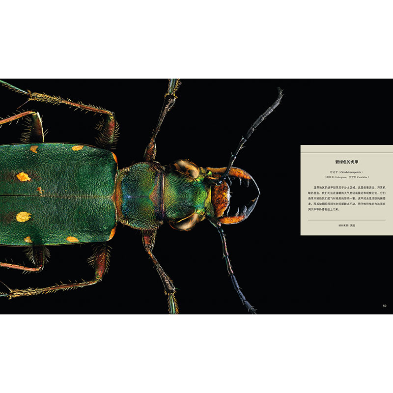 [正版]牛津大学昆虫图鉴(精) 中小学生自然科学生物科普读物百科全书显微镜摄影昆虫标本照片科普儿童动物书探索自然 江苏高清大图