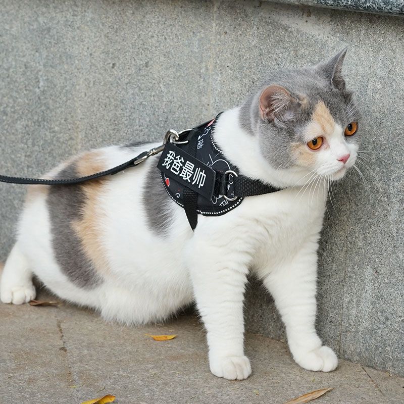 荧光绿+1.5米绳+字帖*2 S(胸围25-30cm-4斤内) 猫咪牵引绳防挣脱逃脱外出专用猫链子背心式溜猫绳栓遛小幼猫