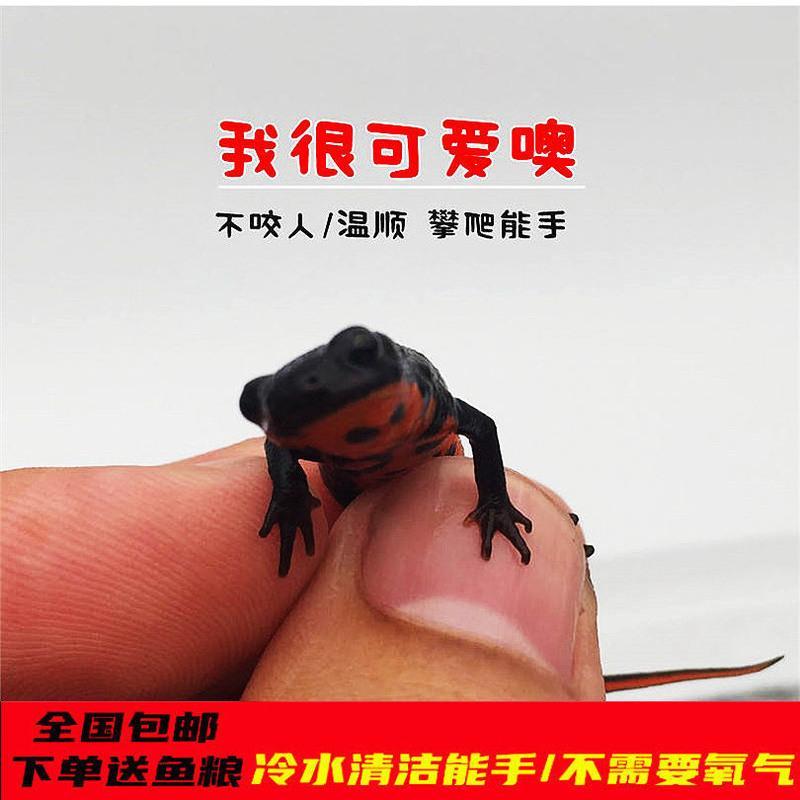火龙道夫2只 3-5cm(赠饲料) 清道夫活鱼金鱼好养耐活观赏鱼苗冷水淡水清洁工小型斑马幼苗锦鲤