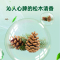Dettol滴露经典松木衣物除菌液3L瓶装配合洗衣液消毒液婴儿衣物棉麻织物含有助洗成分辅助洗涤抑菌99.9%