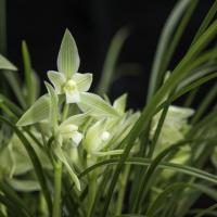兰花苗莲瓣兰碧龙玉素花白如玉片庭院绿植花卉兰花盆栽碧龙玉素8苗裸根不带土
