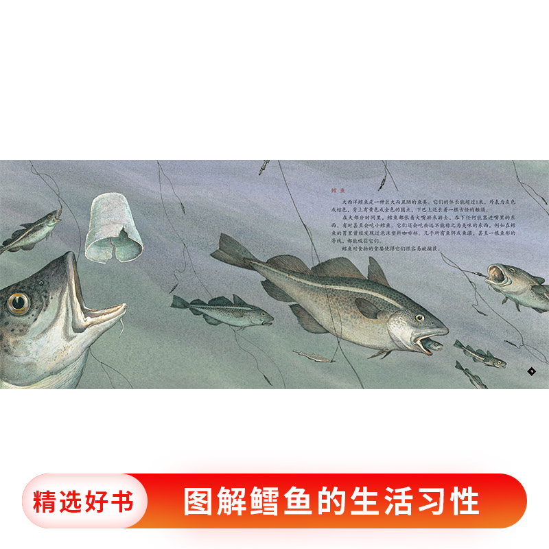 单本全册 [正版]鳕鱼的故事蒲蒲兰硬壳精装图画书经典历史类书籍的儿童绘本版适合6岁以上阅读童书高清大图
