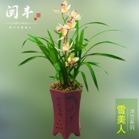 兰花苗洋兰雪美人建兰四季兰浓香型不带花苞室内观花植物绿植花卉雪美人8苗裸根不带土