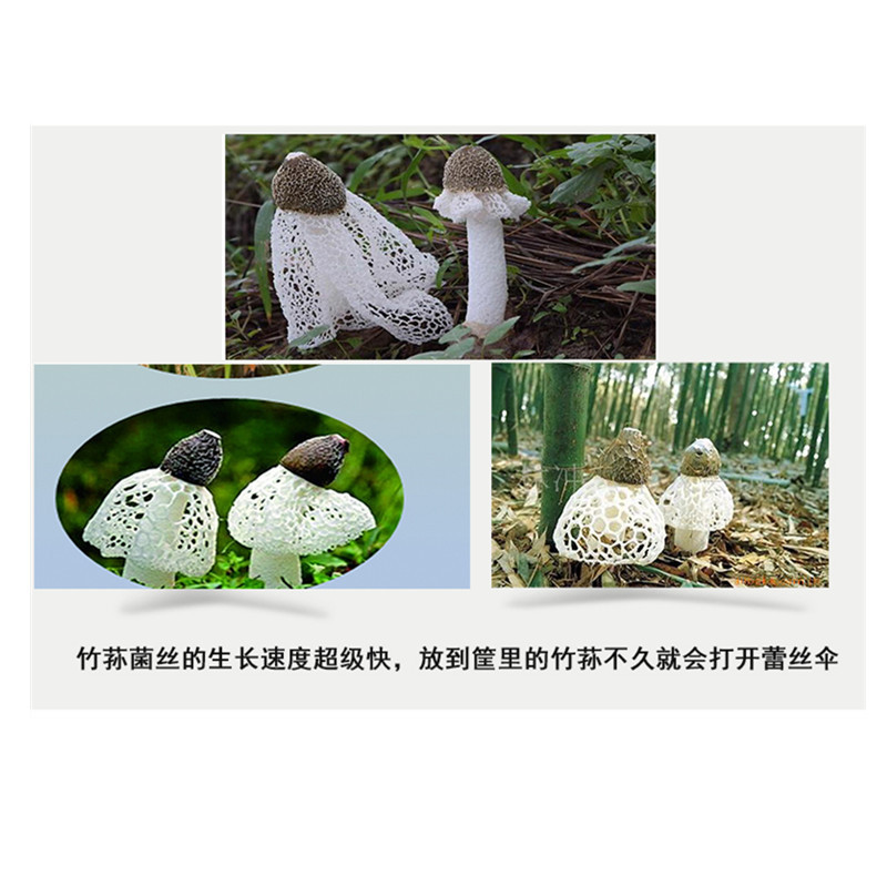 广西农垦 竹荪 山珍干货 50克/包
