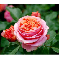欧悟 欧月花苗 藤本月季花苗 爬藤月季 庭院蔷薇花苗玫瑰花苗盆栽花卉 玛丽安 2年苗