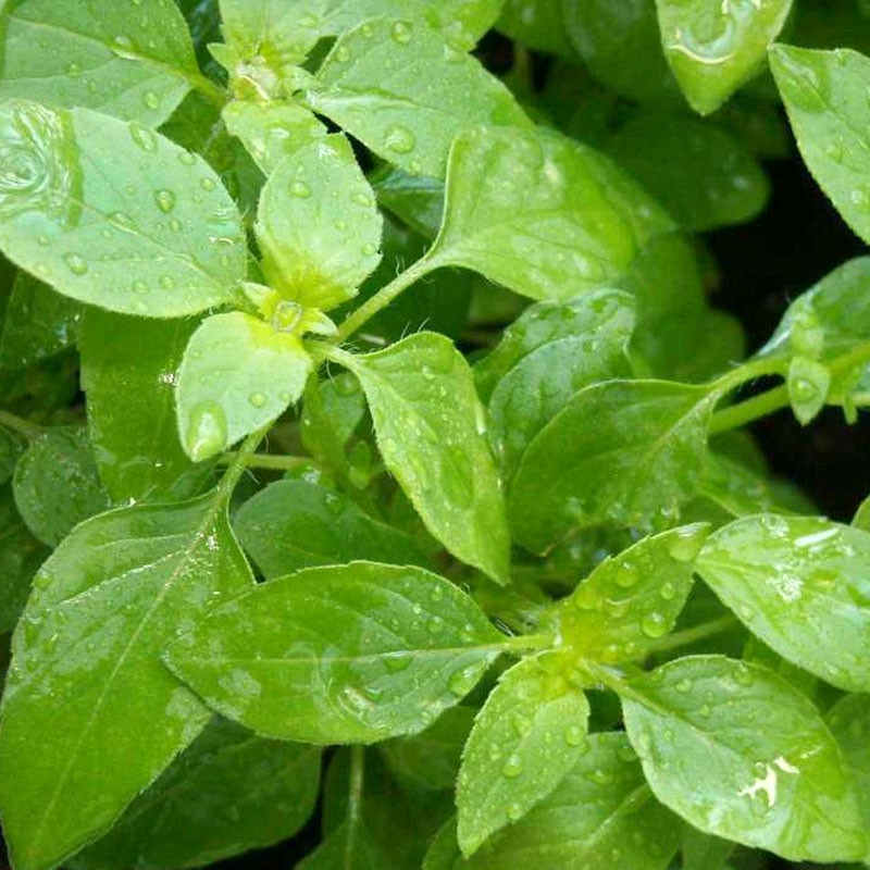 博多客新鲜荆芥菜现摘现发带根大叶荆芥茎芥调味菜蔬菜河南特产