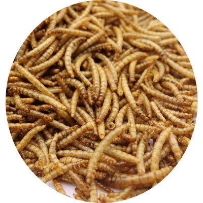 面包虫干黄粉虫干微波仓鼠鸟类观赏鱼类龟饲料 袋装150克(买2赠1)