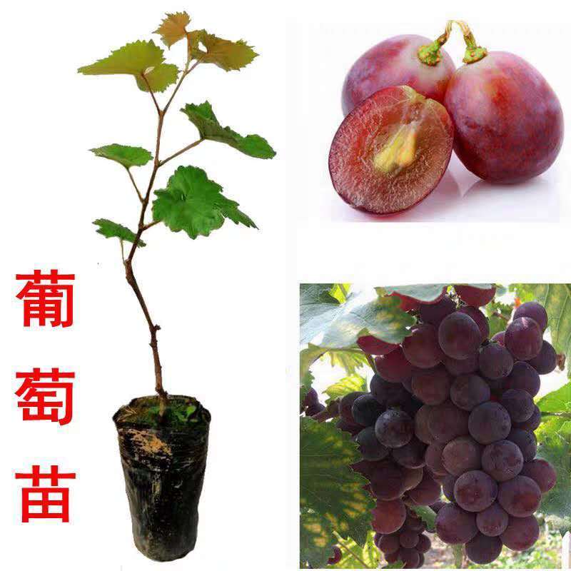 葡萄苗带土带叶新品种葡萄树苗盆栽庭院爬藤南北方种植当年结果|青提