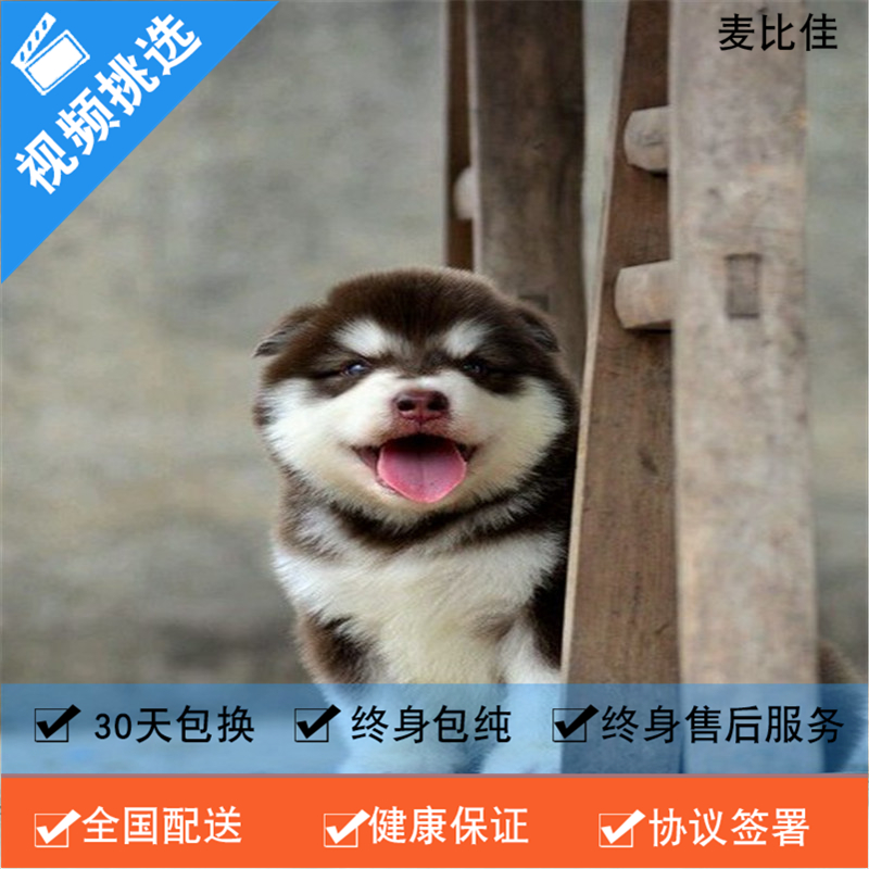 麦比佳 纯种巨型阿拉斯加幼犬活体宠物 熊版十字脸阿拉斯加雪橇犬 双血统烟灰色桃脸阿拉斯加幼崽 巨大型雪橇犬阿拉斯加犬红色高清大图