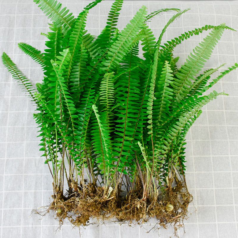 肾蕨植物盆栽室内净化空气桌摆好养耐阴客厅吸甲醛庭院观叶排骨草肾蕨