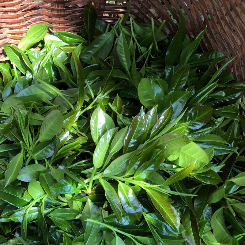 茗纳百川 单株古树红茶 云南红茶2022年春茶 野生凤庆古树滇红茶叶单株野生红250克/盒