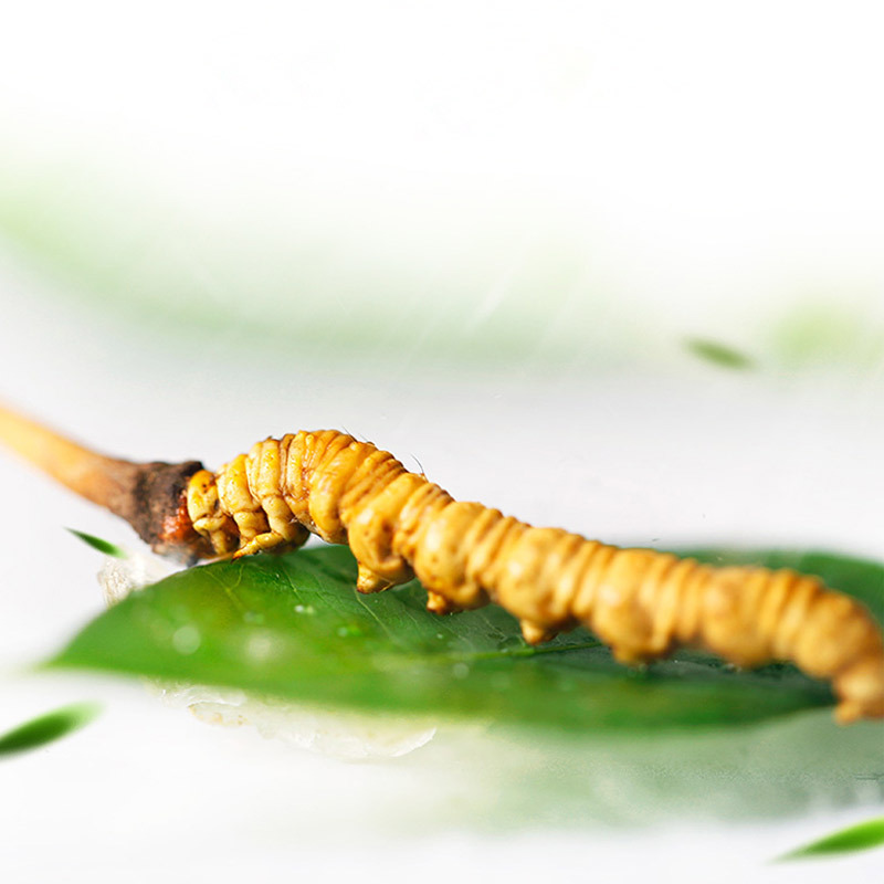 益升源玉树新鲜冬虫夏草2019年现挖虫草06克条10条装