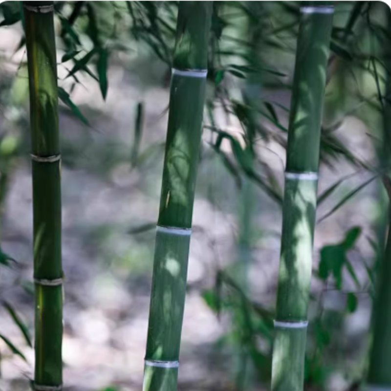 诚智旺 观赏竹子 2cm粗/棵高清大图