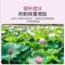 一盒(轻10斤)无赠品 代餐奶昔0脂肪益生菌左螺旋肉碱燕窝白芸豆奶茶魔芋粉饱腹感