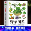 野菜图鉴 【正版】野菜图鉴 250种野菜与20余种野果速查速认 野菜大全书 野外认采中草药野菜图鉴 植物花草识别图果菜采