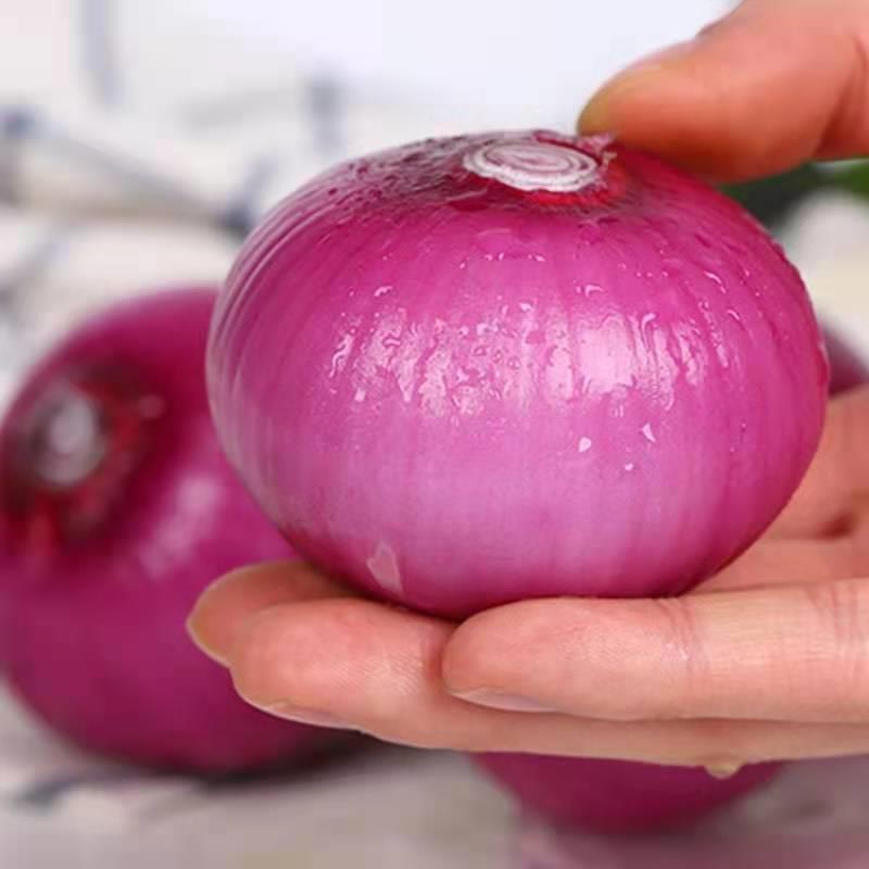 五个农民新鲜紫皮洋葱9斤大果新鲜小洋葱洋葱头现挖蔬菜当季蔬菜红皮特产应季自营生鲜农家自种现挖