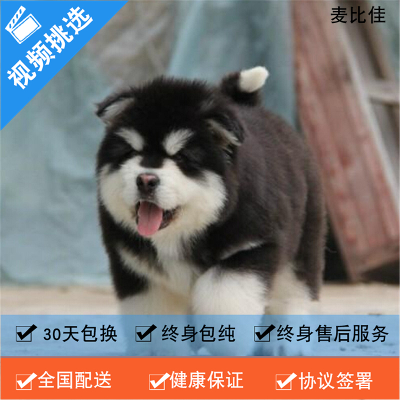 麦比佳 纯种巨型阿拉斯加幼犬活体宠物 熊版十字脸阿拉斯加雪橇犬 双血统烟灰色桃脸阿拉斯加幼崽 巨大型雪橇犬阿拉斯加犬ff