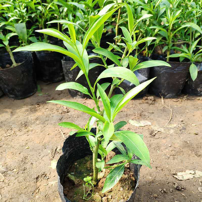夜来香3年苗(当年开花) 原土球发货 夜来香盆栽绿植驱蚊植物夜香花夜兰香夜丁香千里香浓香型花卉花苗