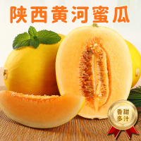 [西沛生鲜]陕西黄河蜜瓜 红肉蜜瓜 带箱3斤装 香甜可口 新鲜水果应季 西沛国产特产