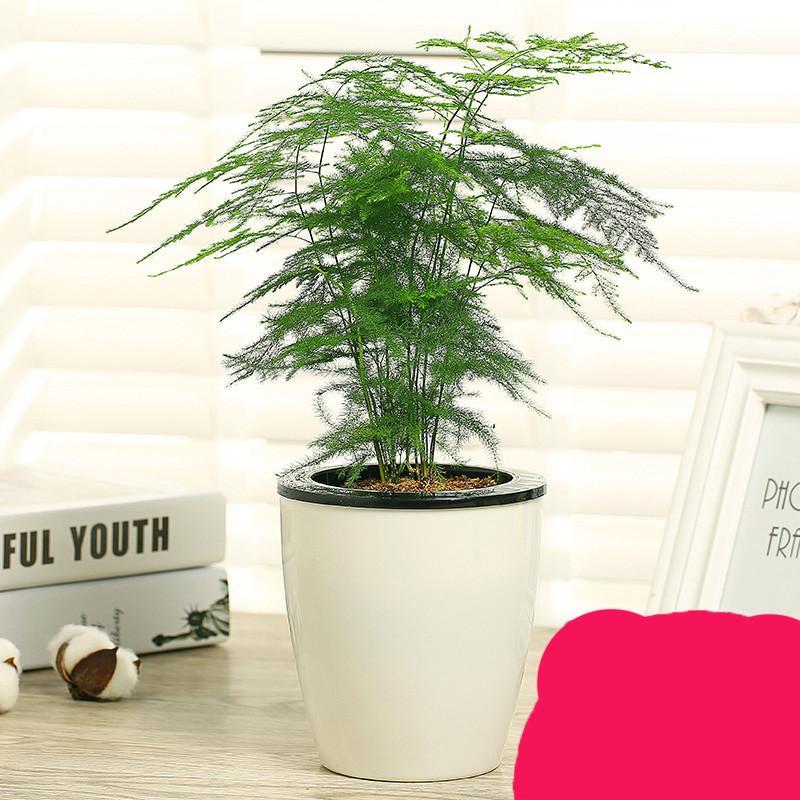 文竹盆栽土培水培绿植净化空气室内桌面小盆景盆栽植物绿植花卉盆栽生活日用家庭清洁园艺用品花卉绿植盆栽