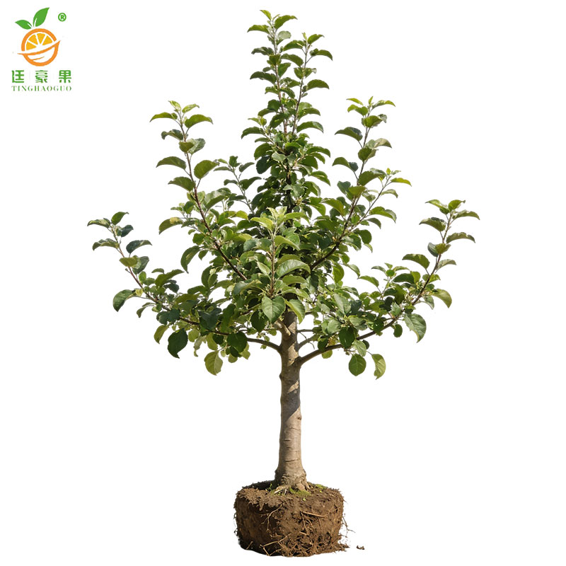 廷豪果 苹果树 8公分 /棵高清大图