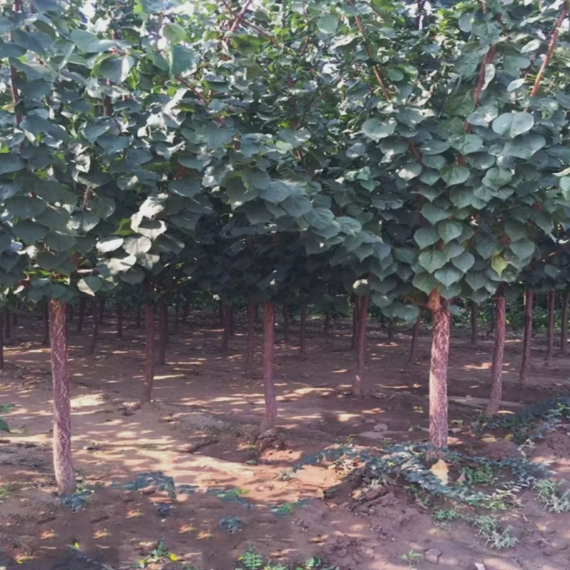 诚智旺 大黄杏 5公分/棵高清大图