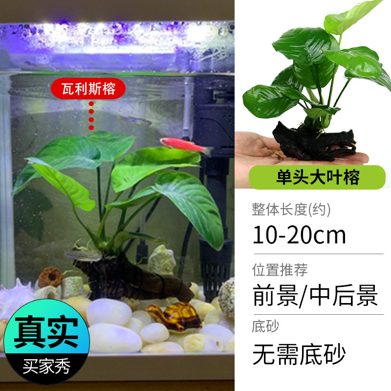 鱼缸造景莫斯沉木水榕无土植物懒人增氧真水草趴地矮珍珠陀草
