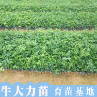 牛大力苗树苗小叶细叶中叶大叶牛大力苗种苗牛大力包邮野生苗种子
