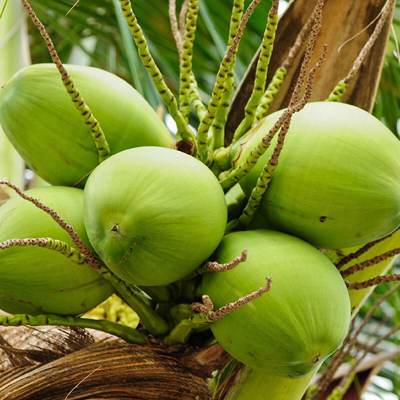 [熊猫鸟]海南椰青带皮 2个装 新鲜椰子 当季热带水果 汁水充沛高清大图