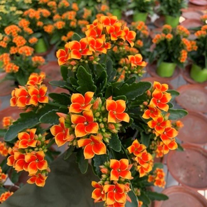 长寿花盆栽重瓣金狐狸大花带花苞花苗四季室内开花好养的花卉植物