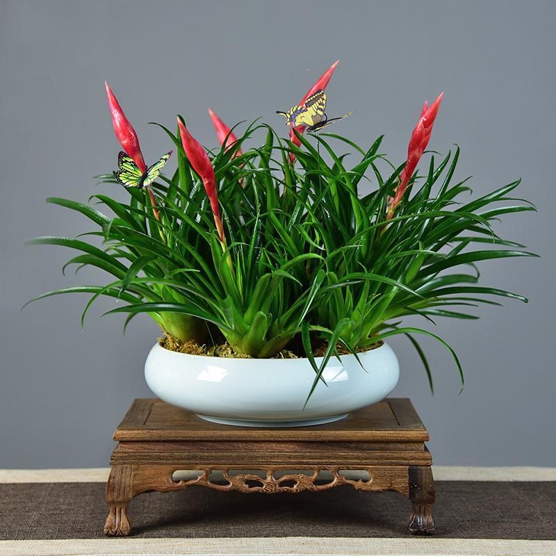 回固小辣椒观赏手盆栽绿植四季花卉室内桌面盆景阳台庭院植物好养花卉