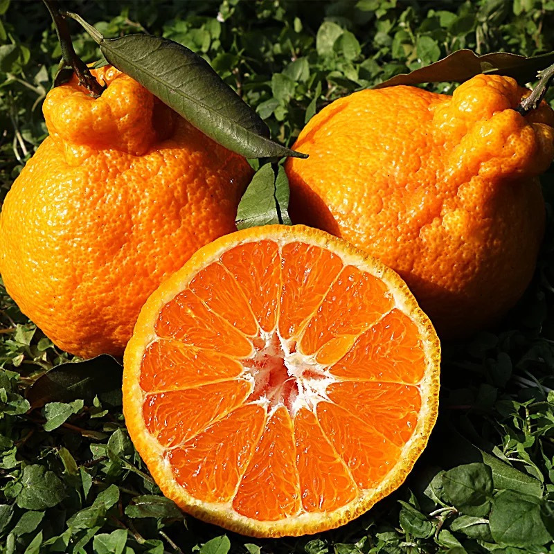 丹棱丑橘8斤大果18个以内丑橘子不知火柑橘新鲜水果