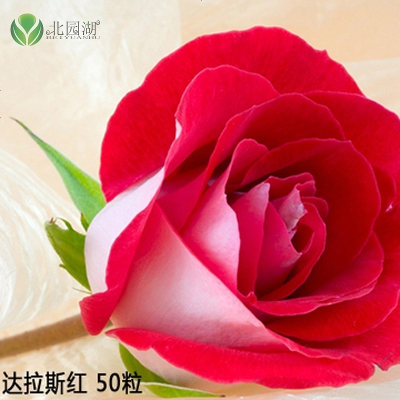 玫瑰种子四季播红玫瑰花种子阳台绿植盆栽庭院易种花卉鲜花种子花籽 路易十四达拉斯红种子100粒报价 参数 图片 视频 怎么样 问答 苏宁易购