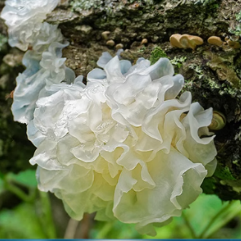 长白山大银耳 特级野生 净重:500g/包高清大图