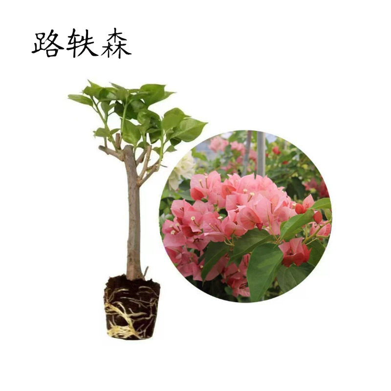 路轶森 三角梅 1m 棵高清大图