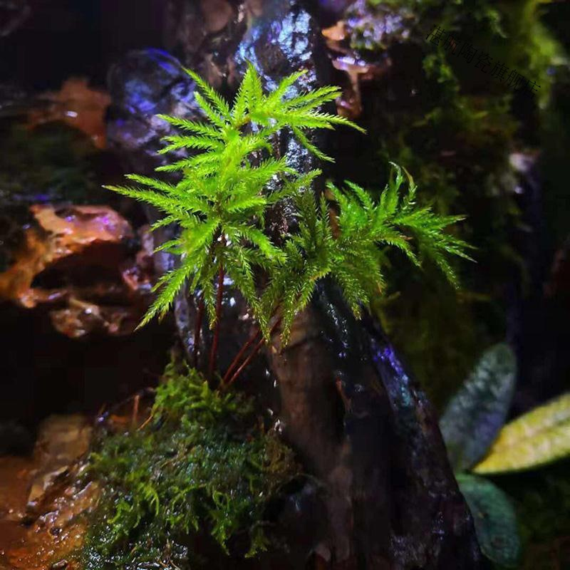 鱼缸水草鱼草万年藓水草活体耐活耐低温苔藓鱼缸水族箱生态瓶造景报价 参数 图片 视频 怎么样 问答 苏宁易购