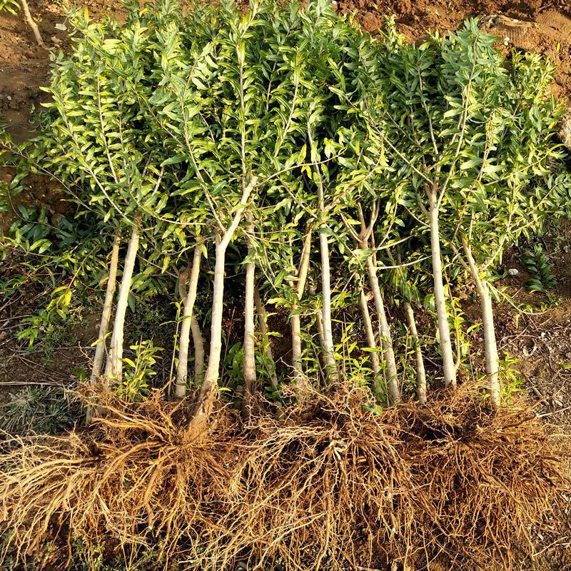 盆栽地栽盆景室内阳台庭院绿植花卉|蒙阳红石榴 精品六年苗[拍一发二]