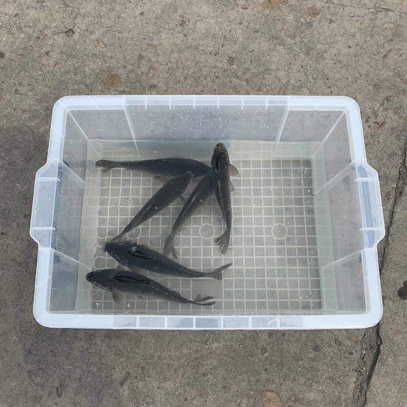 养鱼塑料箱后备箱海鲜运输箱加厚闪电客溪流马口小鱼活鱼箱野钓装鱼箱