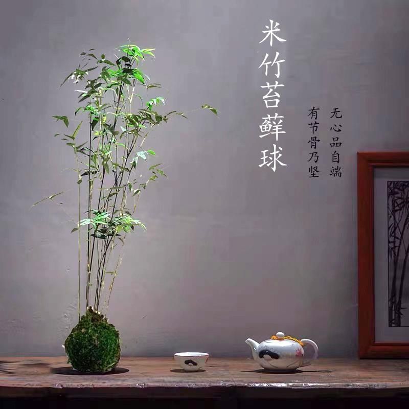 米竹盆景植物室内微景观米竹苗盆景竹子凤尾竹竹客厅米竹盆栽