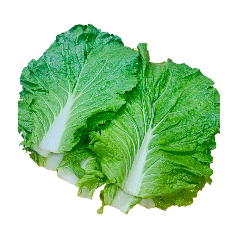 东北新鲜大白菜叶打饭包菜叶子打菜包饭包20片