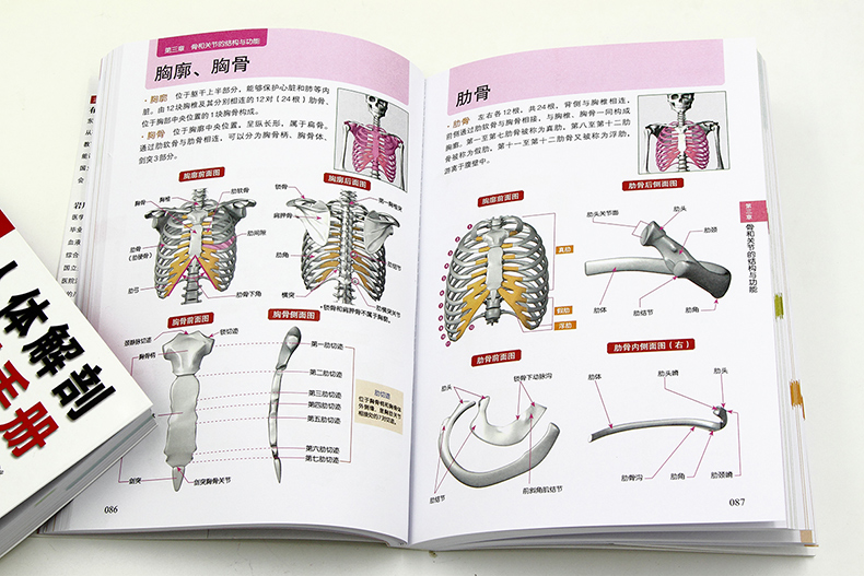 [正版]新书 3D人体解剖百科手册 人体解剖学彩色学图谱 物图谱解剖学医疗医学图谱入门书 西医解剖学外科医生学生用书高清大图