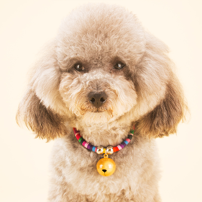 虎头铃铛藏青s狗狗铃铛宠物猫项圈狗铃铛泰迪比熊饰品项链小型犬领结