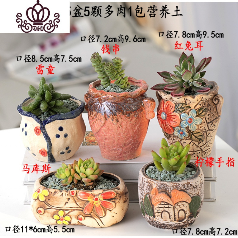 封后 Fenghou 园艺用品封后多肉植物含盆带土组合套装盆栽肉肉营养植物多肉花盆室内花器图示多肉含盆24 含盆 价格图片品牌报价 苏宁易购战狼家居专营店