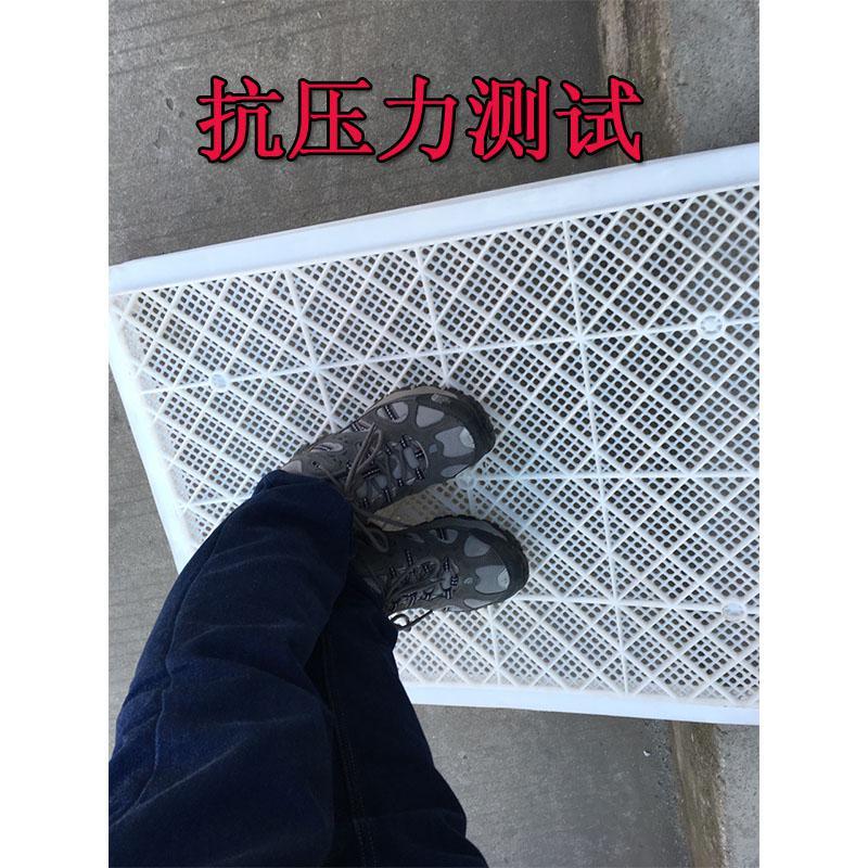塑料筐单冻器烘干托盘 晾晒盘冷冻盘海参盘 塑料鱼盘 3号轻590*3 2号眯眼厚730*432*70毫米