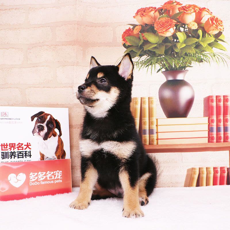 多多名宠柴犬幼犬宠物狗狗柴犬幼崽日本柴犬黑色柴犬宠物级血统级DNA鉴定中小型犬图片