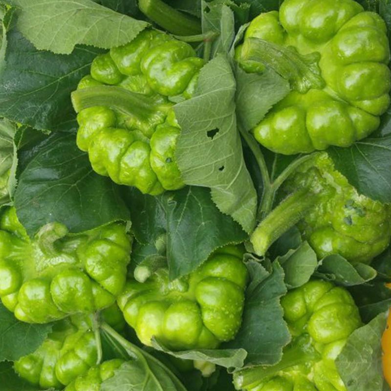 赛卡伊云南新鲜姜柄瓜蔬菜小麦瓜小瓜小南瓜特产嫩南瓜