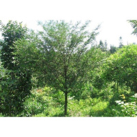 红豆杉树苗绿植苗木盆栽红杉树海棠盆景种子免运费70-80高不含盆