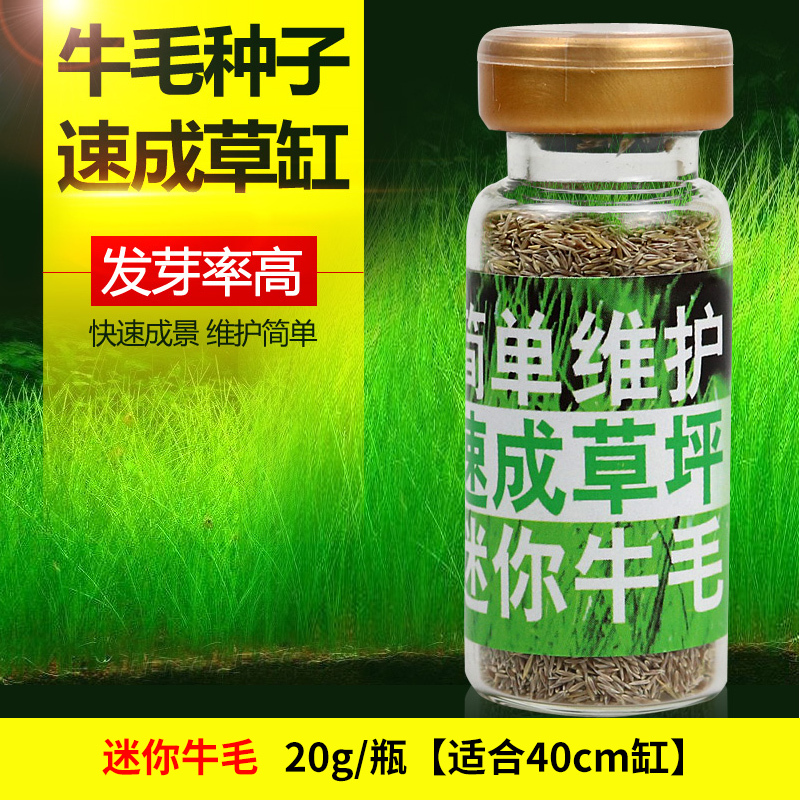 大九叶皇冠草真水草鱼缸装饰懒人水草淡水有茎类中后景性草