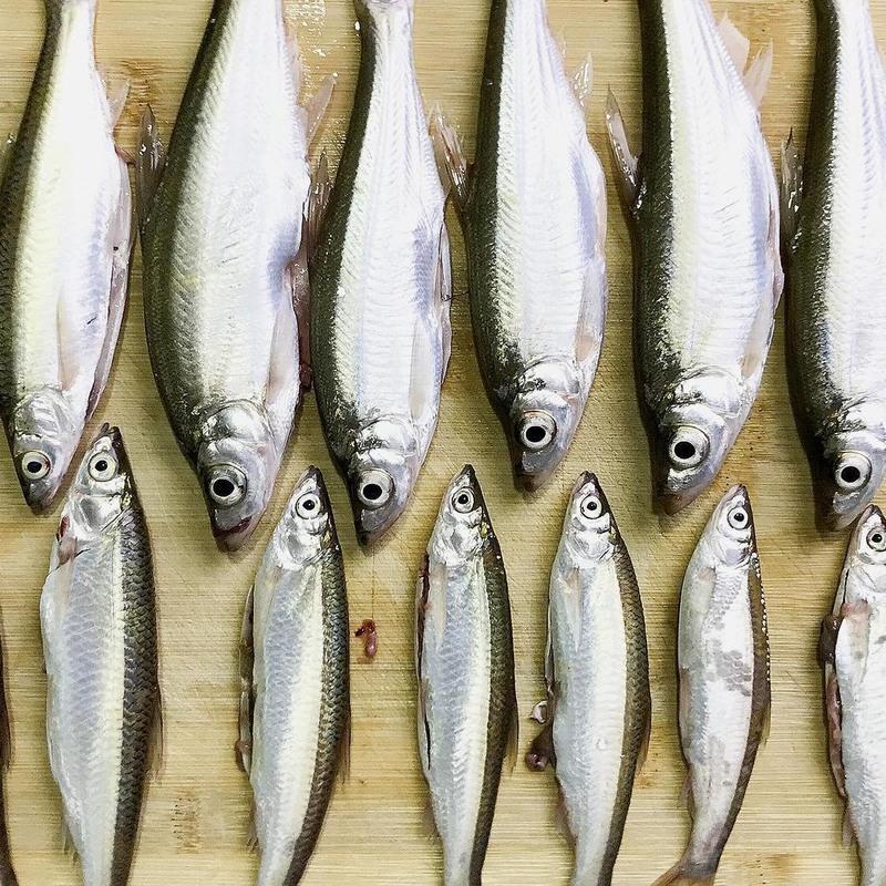 赛卡伊 白条川条刁子鱼淡水鱼翘嘴鱼现捞现杀去肠冷链发货 三斤中小号