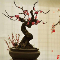 红梅花盆景树桩实物腊梅红梅树苗乌梅绿梅朱砂梅室内盆栽绿植包邮